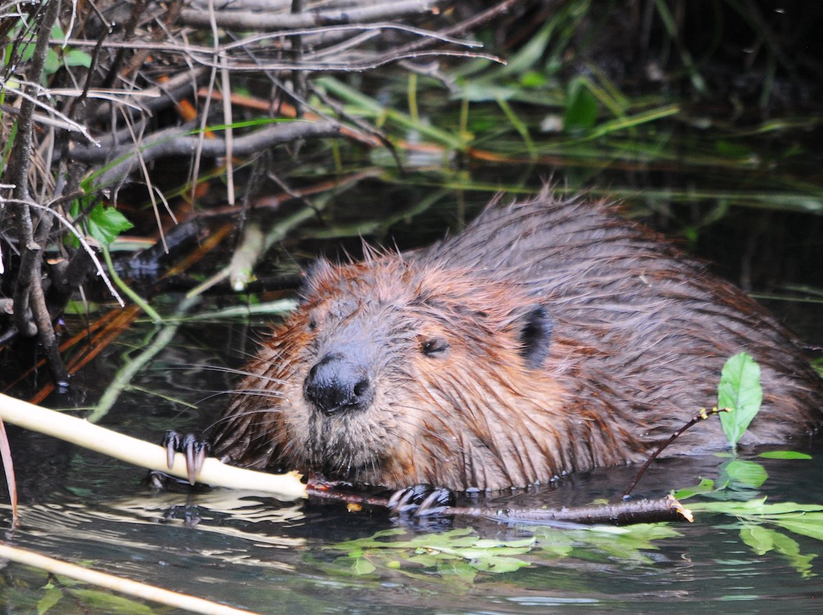 StanfordWoods's tweet image. A new report by Woods' @FeliciaMarcus, Landreth Fellow at @WaterintheWest, examines how states are using nature-based solutions (Beavers!) to address water challenges, climate goals, and more. Read the report: stanford.io/3dzBgOx
#CAWater #drought #ClimateChange #beavers