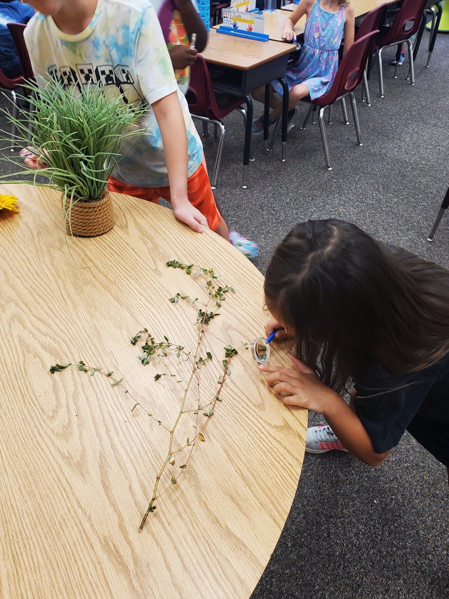 Douglas' Detectives did an investigation today by looking for differences and similarities with plants, flowers, and pinecones. 
They loved getting an up close look with their new Magnifying Glasses that were donated by a class parent 🕵‍♂️🕵‍♀️🔎 <a href="/OKESOwls/">Old Kings Elementary School</a>