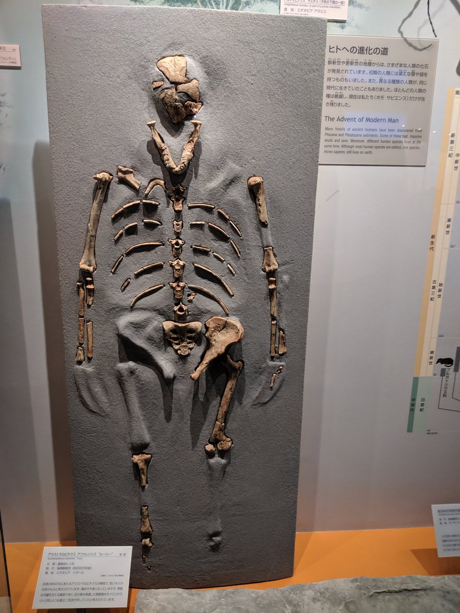 金曜日だから化石貼る 
#FossilFriday 
#FPDM のアウストラロピテクス・アファレンシス。全身の約40%が発見されたこの貴重な骨格には、ルーシーという愛称が付けられています。