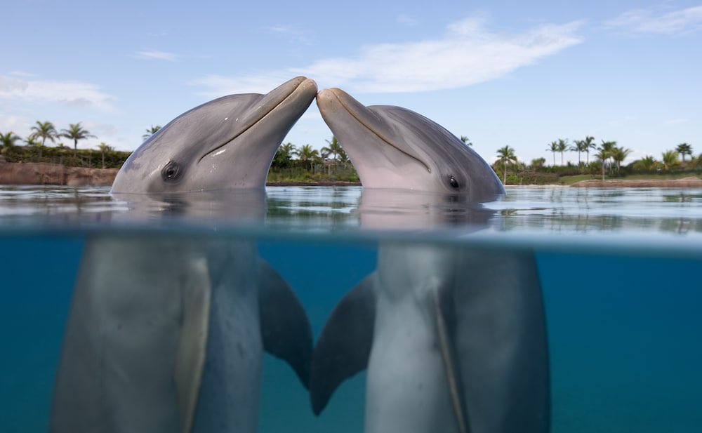 Adaeze_uc's tweet photo. Do You Know that Male Dolphins Give Sponge Gifts to Females so They'll Have S£X With Them?
Boy dolphins often try to impress girl dolphins by giving them a sponge as a gift.
#nature #naturephotography
#naturelovers #naturelover #natureblogger #fact #SheHulk #ElonMusk #ENGvSA https://t.co/jkhrFVN0r0