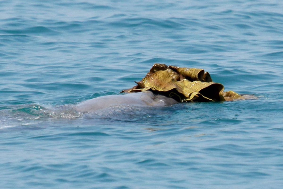 Adaeze_uc's tweet photo. Do You Know that Male Dolphins Give Sponge Gifts to Females so They'll Have S£X With Them?
Boy dolphins often try to impress girl dolphins by giving them a sponge as a gift.
#nature #naturephotography
#naturelovers #naturelover #natureblogger #fact #SheHulk #ElonMusk #ENGvSA https://t.co/jkhrFVN0r0