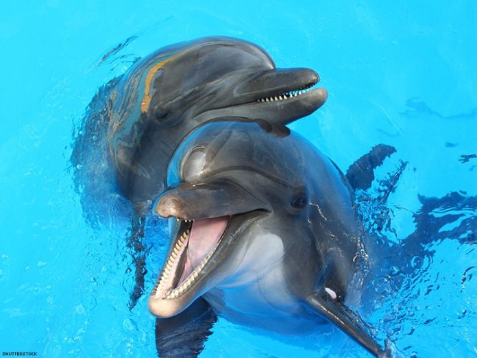 Adaeze_uc's tweet photo. Do You Know that Male Dolphins Give Sponge Gifts to Females so They'll Have S£X With Them?
Boy dolphins often try to impress girl dolphins by giving them a sponge as a gift.
#nature #naturephotography
#naturelovers #naturelover #natureblogger #fact #SheHulk #ElonMusk #ENGvSA https://t.co/jkhrFVN0r0