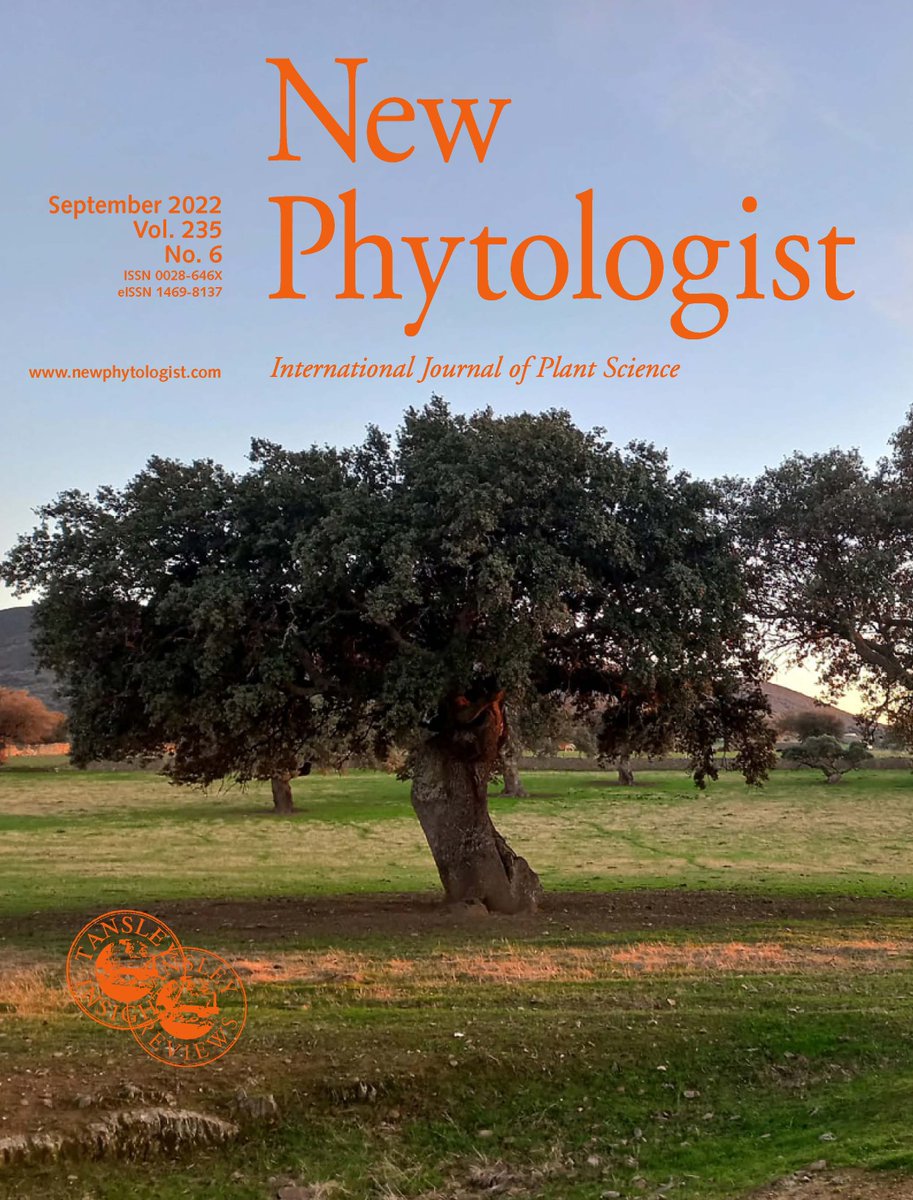 NewPhyt's tweet photo. Latest issue #NPCover features a holm oak growing in the Spanish dehesa where climate change and pathogen outbreaks are the main causes of tree decline.
Photo: Manuel Encinas-Valero
Read more about the work behind the cover in Encinas-Valero et al. 📖https://t.co/QOMLENMQAk https://t.co/m4jeRp3NKu