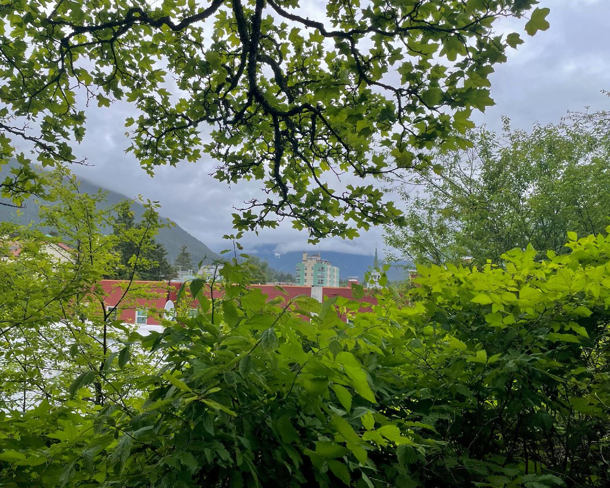 TravelSitka's tweet photo. Little bits of downtown Sitka peaking through on the way up Castle Hill
(including the Russian Church!)
#alaskaadventures #alaskatravel #sitkathrough4seasons #travelsitka #cloudydays #travelalaska #sitkaalaska #alaska #southeastalaska #rainforest #sitkasummer #liquidsunshine https://t.co/xSiRs7kENz