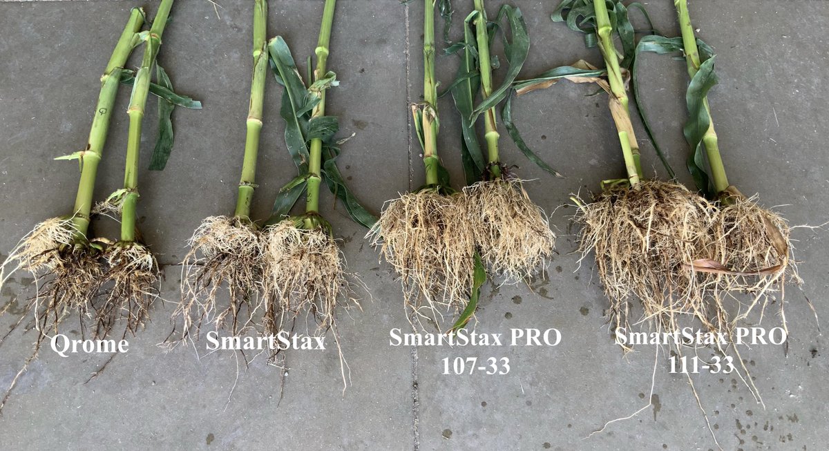 guinesselfeldt's tweet photo. Side by Side trait comparison in Western NE with heavy root worm pressure.  SmartStax Pro with RNAi technology starting to shine.  #smartstaxpro  #asgrow_dekalb  #DKAS_HP https://t.co/vc9OGAsdM2