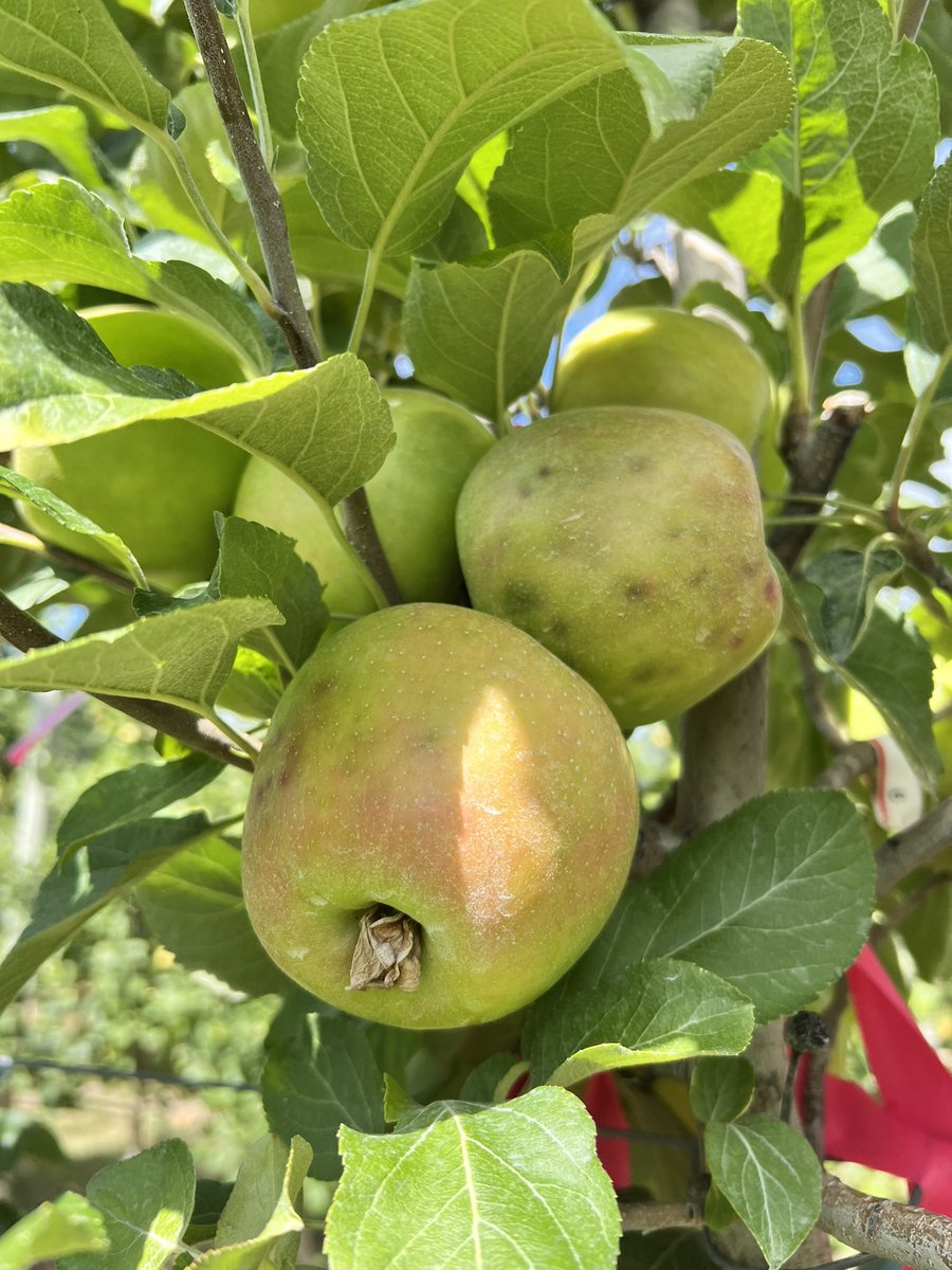 jmcextman's tweet photo. Friends don’t let friends plant Honeycrisp on G.41 https://t.co/BRHBTAW2fC