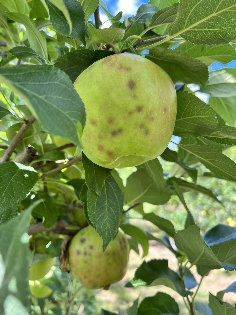 jmcextman's tweet photo. Friends don’t let friends plant Honeycrisp on G.41 https://t.co/BRHBTAW2fC