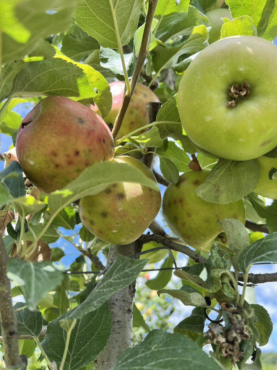 Friends don’t let friends plant Honeycrisp on G.41