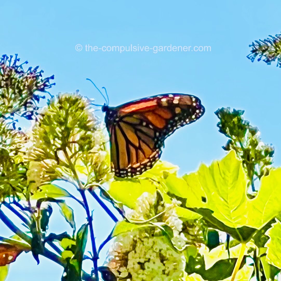 frogoperafarm's tweet photo. We’ve been seeing a monarch almost every day for nearly a month! So thrilled. 

#monarch #butterflies #butterflygarden 
#habitatgarden #gardenblogger
#monarchbutterfly #monarchwatch https://t.co/yMlal6o31B