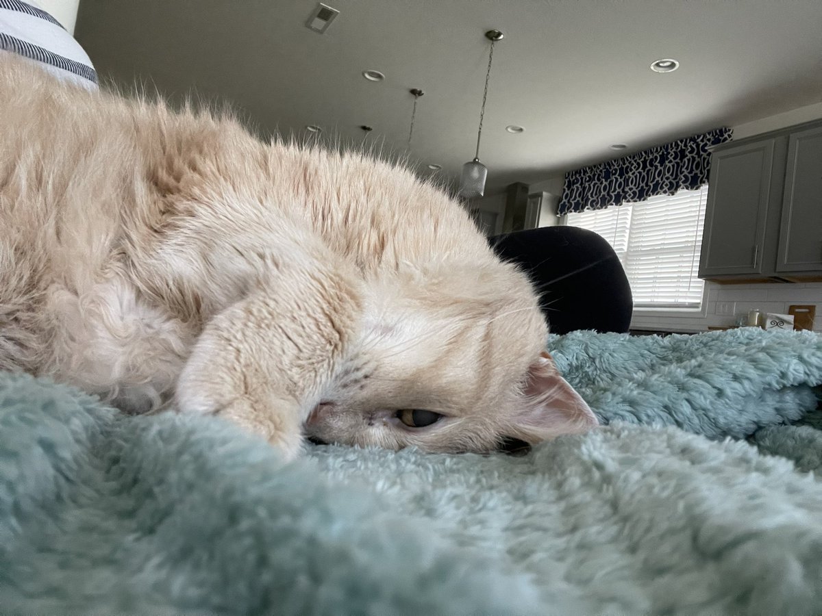 riley_fat's tweet photo. Sleeping on my face again… https://t.co/IMj0vPZO5e