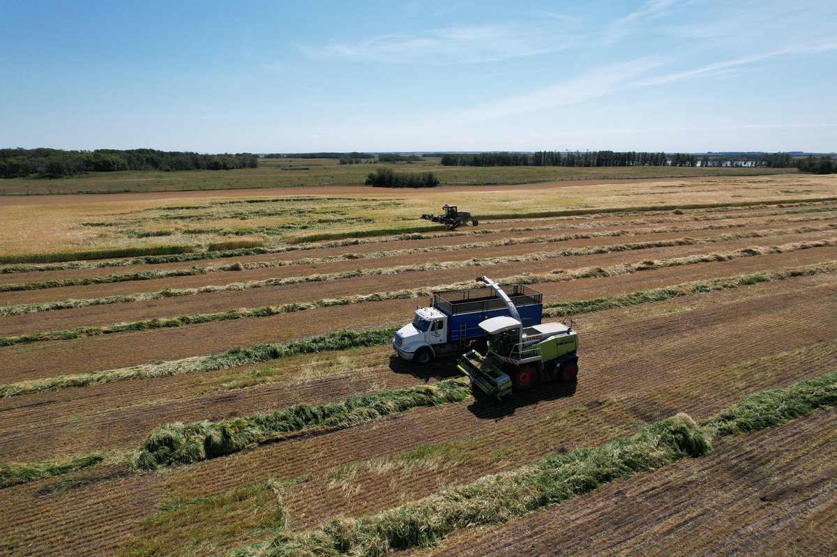 saskdairy's tweet photo. Silaged Barley July 25
Liquid Manure August 10
Seeding Fall Rye August 17
#SaskAg #CDNdairy #farm365 https://t.co/NE8uiaERNU
