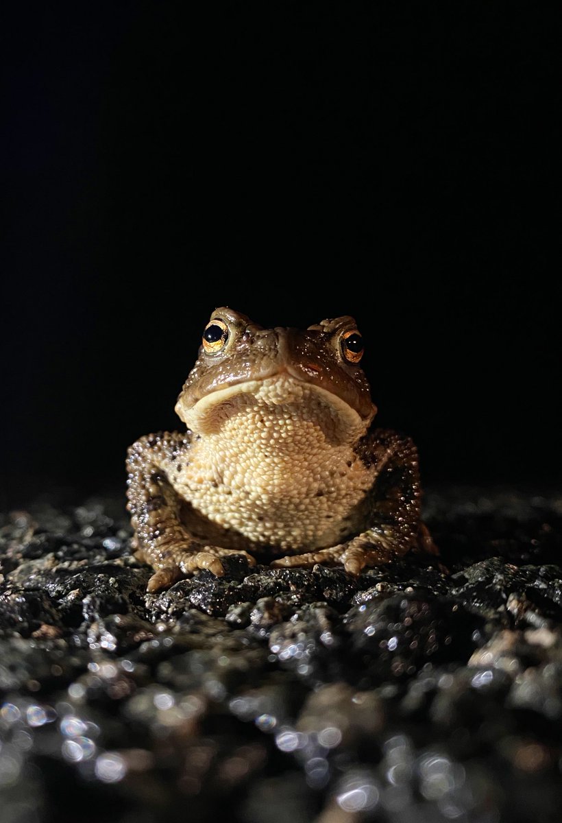 Lucy Lapwing tweet media
