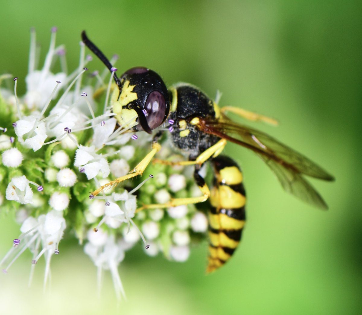 miqbo's tweet photo. Llop de les abelles (Philanthus triangulum).
#philanthustriangulum #philanthus_triangulum #llopdelesabelles #llop_de_les_abelles #beewolf #avispaloboeuropea #avispa_lobo_europea
20220710 Sant Gregori. https://t.co/wuFZxOEOie