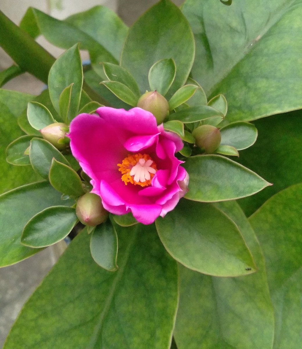 JulioModanez's tweet photo. Hoje abriu o primeiro botão da florada! https://t.co/BBu2o6VxFL