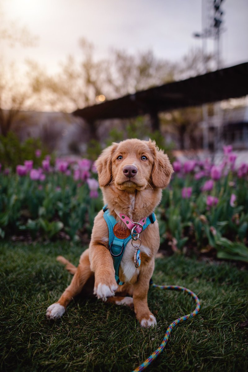 figgy newton 💐
#dogsoftwitter #twitterdogcommunity #ducktoller