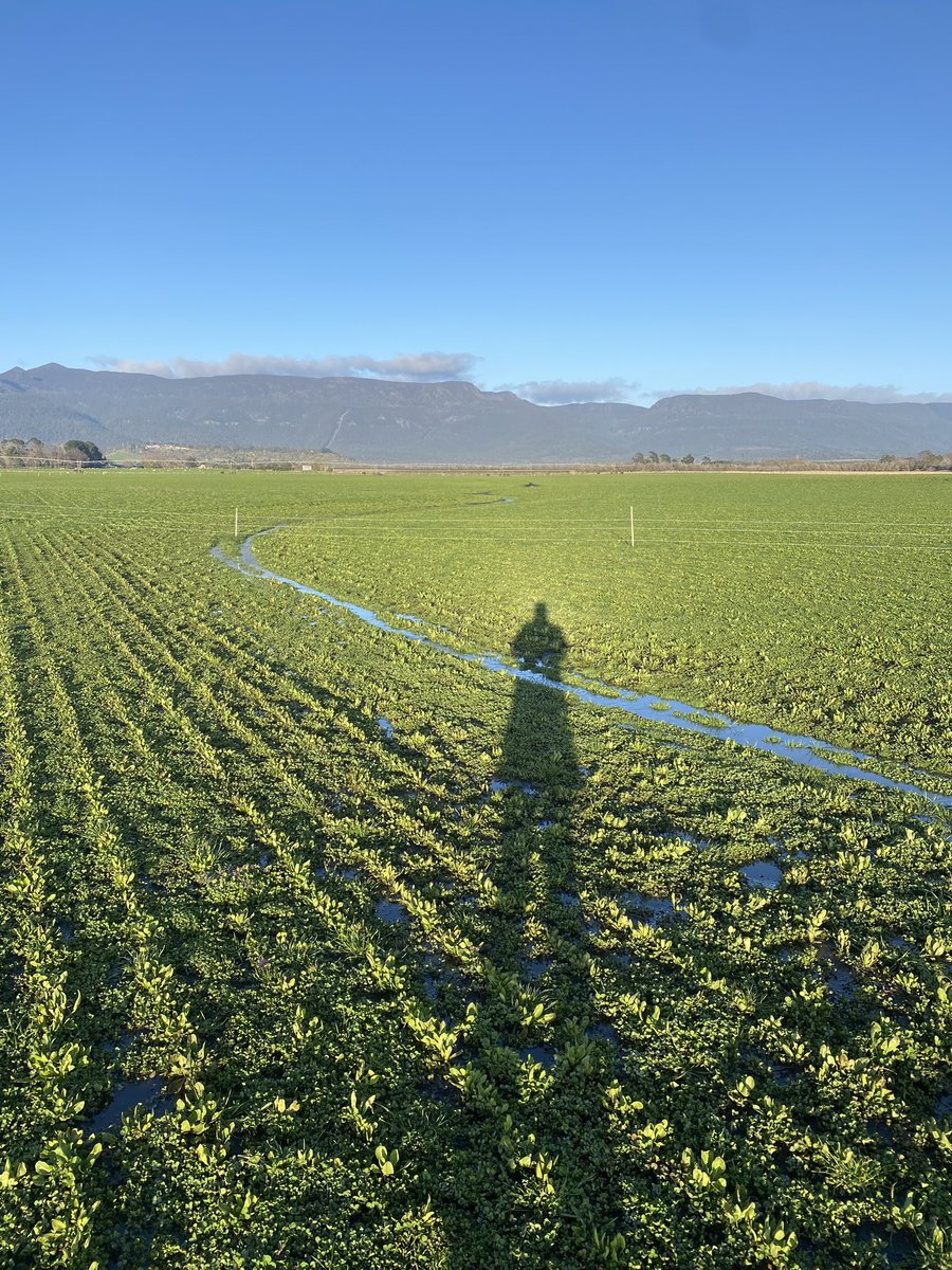 Robbie Tole tweet media