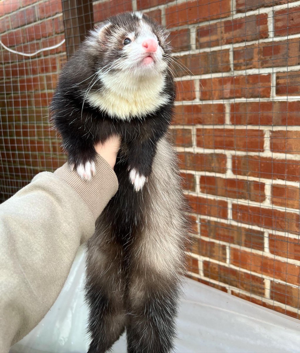 FerretsL's tweet photo. @mineifiwildout https://t.co/UtbeXjHWVo