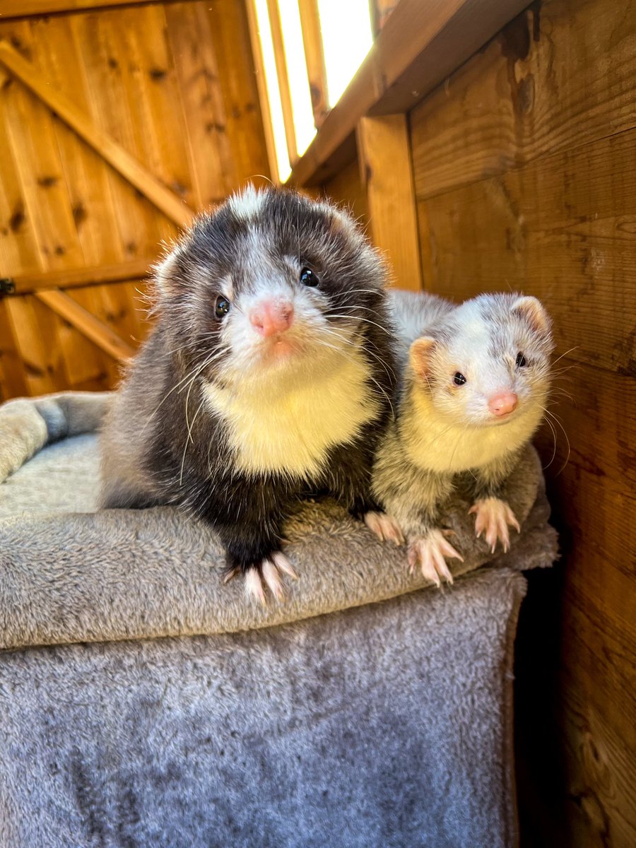 FerretsL's tweet photo. @mineifiwildout https://t.co/UtbeXjHWVo