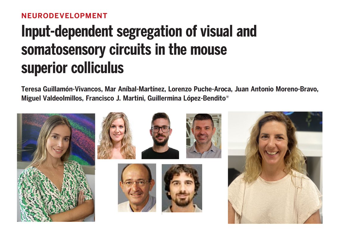 🔥 Hot off the press!! Latest from @GLB_Lab @GuilleLBendito @T_Guillamon in @ScienceMagazine ➡️ Input-dependent segregation of visual and somatosensory circuits in the mouse superior colliculus