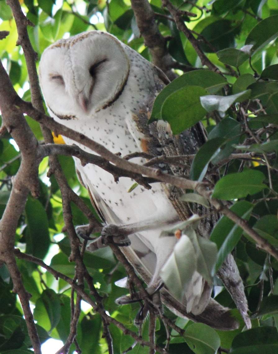 Barn owl resting.

#birds #BirdTwitter #birdwatching #birdsontwitter #birdlovers