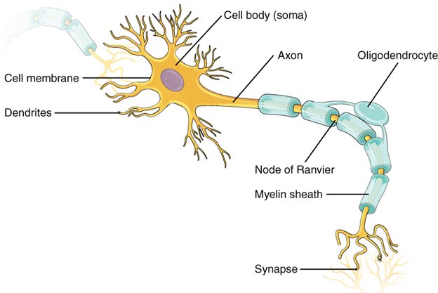 Mawfko's tweet photo. Multipolar neutrons look like a scorpion that decided to be a tree, then shouted “Jellyfish!” at the last possible moment. https://t.co/TZlRFcVNE6