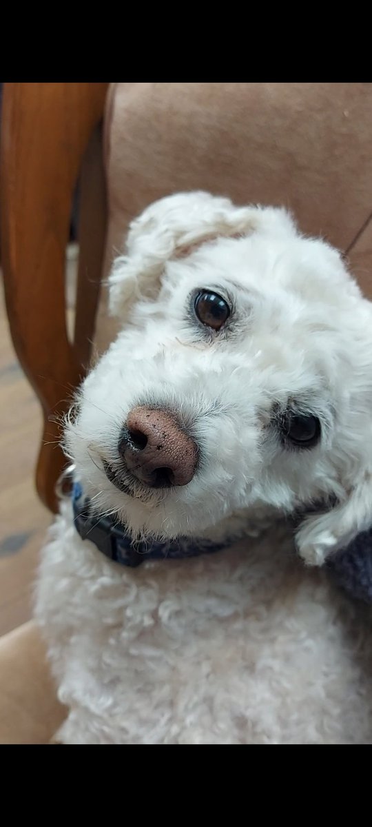I'm so distraught, Teddy has been missing from Salthill, Galway since 5.15pm today (Thursday) 
Last seen heading towards the Wesrwood student accomodation. Please retweet. 💔