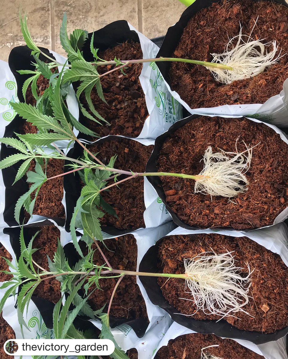 PermaClone's tweet photo. By @thevictory_garden
・・・
"Truffula tree roots 😎. These #JMO cuts look purdy all lined up." #rootporn #aerocloner https://t.co/CksbHIHN2G