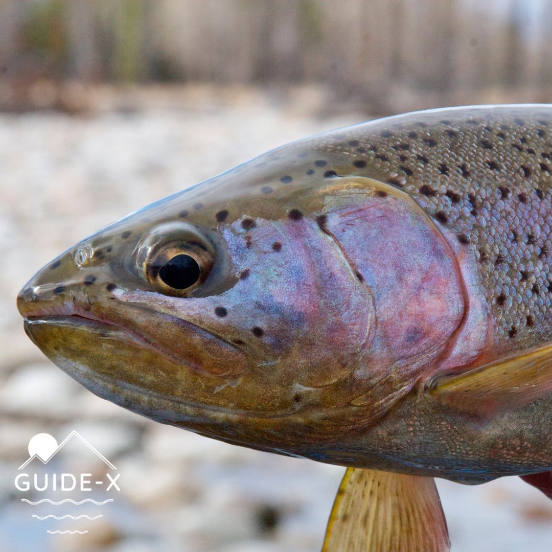 GuideXFlyFish's tweet photo. Take a look at this stunner!
#rainbowtrout #Montana #flyfishing #guidex #comegetone #nature https://t.co/C9ehQqYB7a