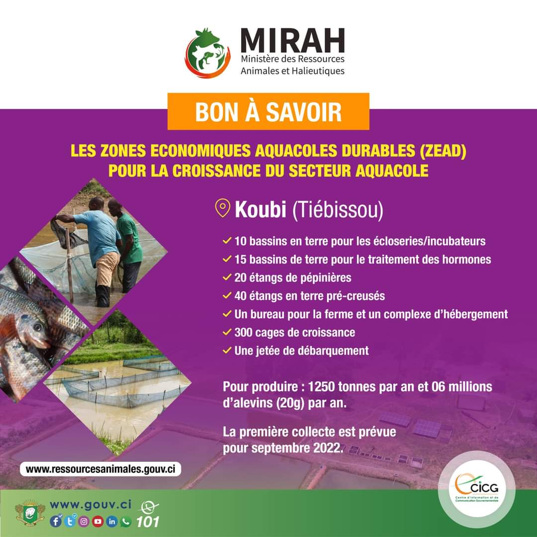 Mirah_CI's tweet photo. #BonàSavoir | Les Zones Économiques Aquacoles Durables (ZEAD) pour la croissance du secteur aquacole ➡️ Koubi (Tiébissou) 

En savoir plus ⤵️

#CICG #GouvCI 

#MIRAH
#STT
#développernotreproductionhalieutique
#aquaculture #PSTACI #CIV225
#Agirpournotresécuritéalimentaire https://t.co/562fufiaZh