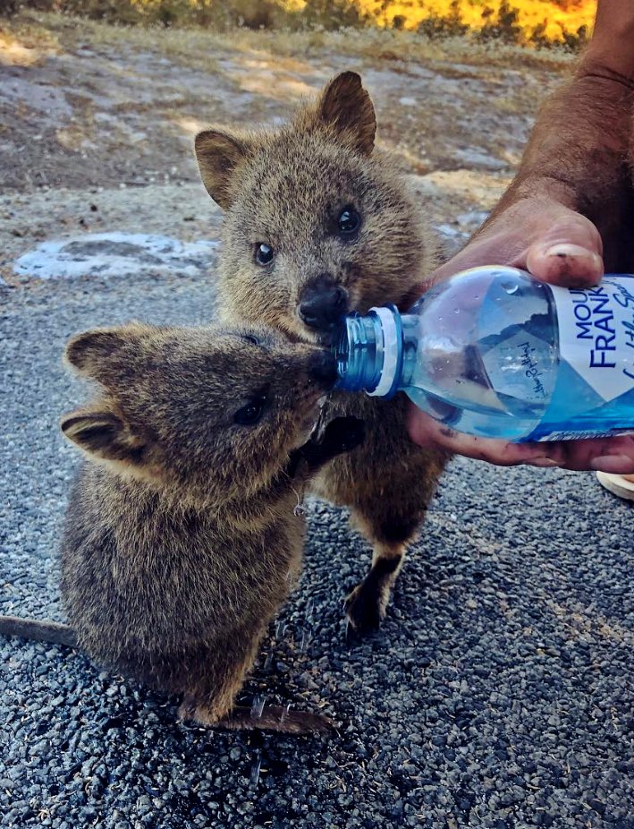 heat wave or not, ted lasso characters as animals reminding you to keep hydrated 🥤💦 – a thread

@tedlasso #tedlasso ⚽️