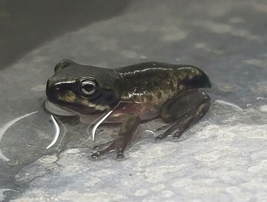 FeelinFroggieMO's tweet photo. Baby frogs!!! 💚🐸💚
#whitestreefrog #dumpytreefrog #wtf #frogs #frogsoftwitter #litoriacaerulea https://t.co/ZR8Ou39Ldm