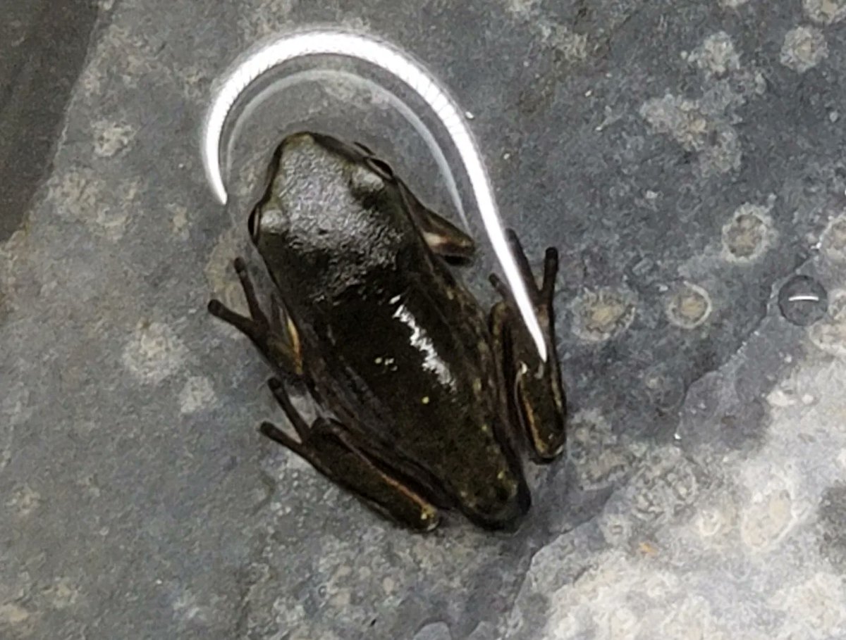 FeelinFroggieMO's tweet photo. Baby frogs!!! 💚🐸💚
#whitestreefrog #dumpytreefrog #wtf #frogs #frogsoftwitter #litoriacaerulea https://t.co/ZR8Ou39Ldm