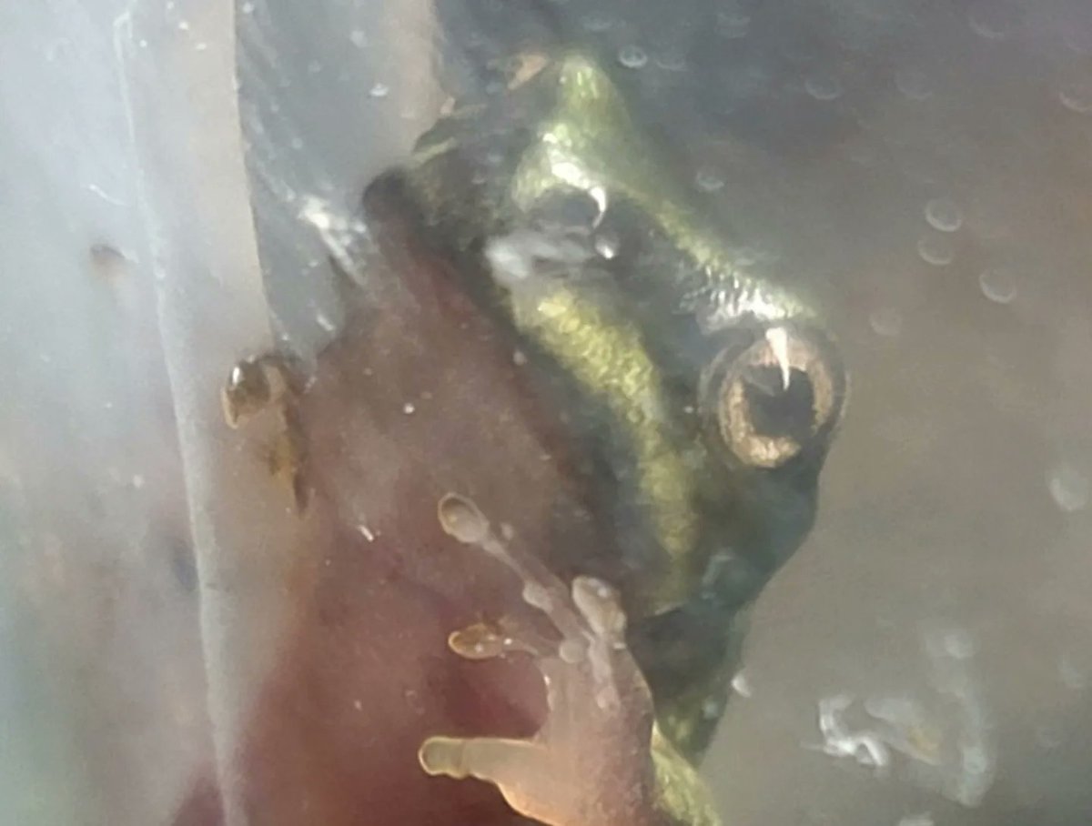 FeelinFroggieMO's tweet photo. Baby frogs!!! 💚🐸💚
#whitestreefrog #dumpytreefrog #wtf #frogs #frogsoftwitter #litoriacaerulea https://t.co/ZR8Ou39Ldm
