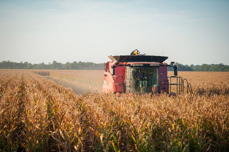 DeltaBluesRice's tweet photo. Harvest has started, and you save 15%.  Go to our website to see the great savings.  No code required. - https://t.co/A2xk4aLVhd https://t.co/9mZtUqKvXT