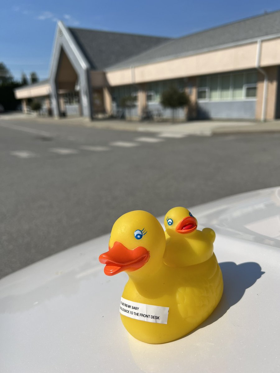 cndbassetmom's tweet photo. And the summer is@coming to an end, same with the #libraryducks vacation! They are back at home at the #crestonvalleypubliclibrary if you’re in the area, drop by and say hi! https://t.co/UFf3Dvmkbq