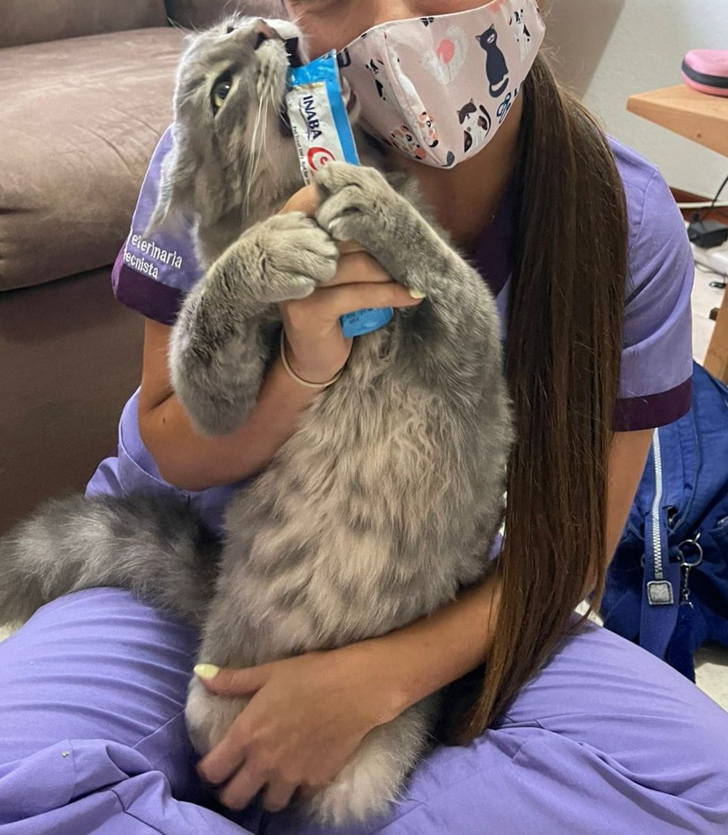alejasuarez93's tweet photo. @anajuegaconnada Para el mío es Churu. Adjunto evidencias de como se pone cuando le damos Churu 😂 https://t.co/XfZ56ROEPf