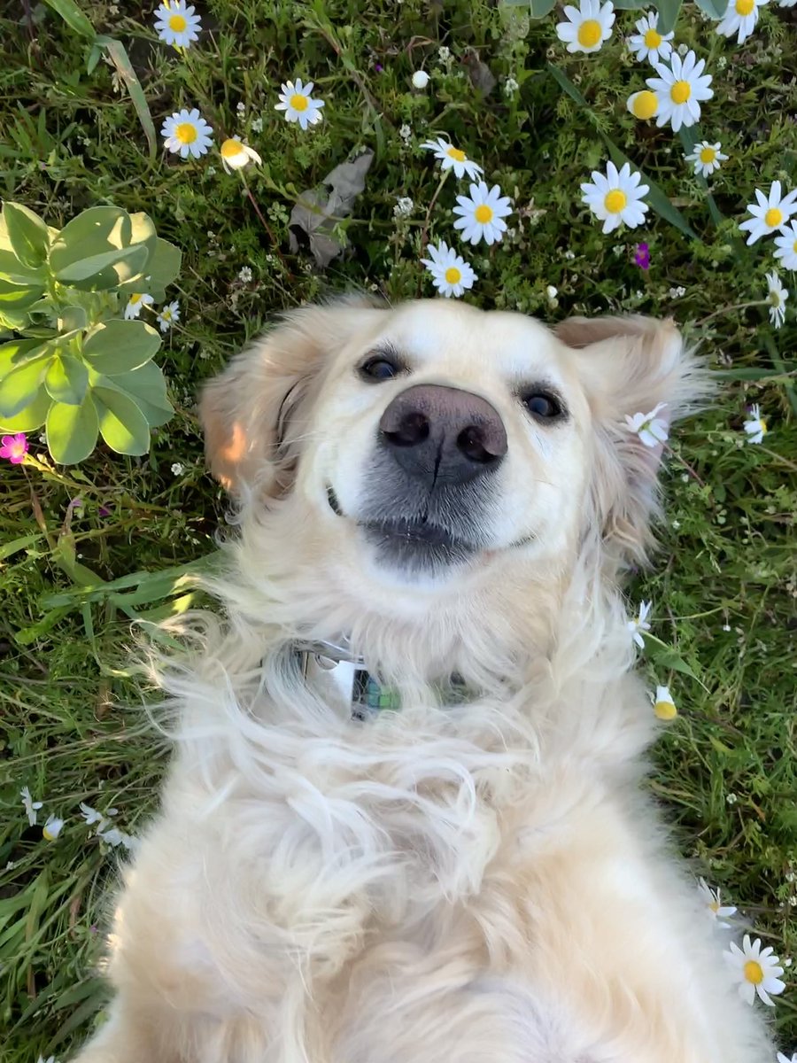 WeRateDogs tweet media