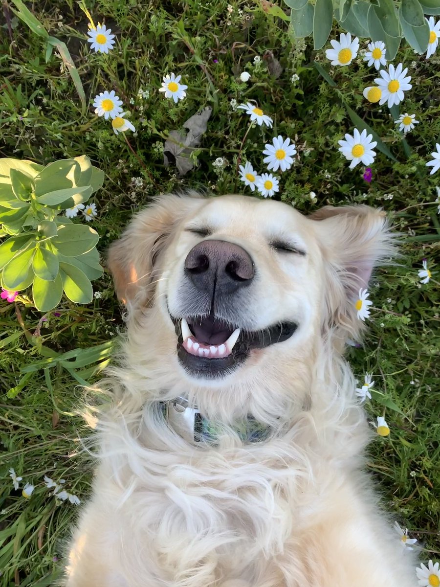 This is Finn. He felt cute so he took some selfies. Trying to figure out which one to post. 14/10 they're all perfect Finn