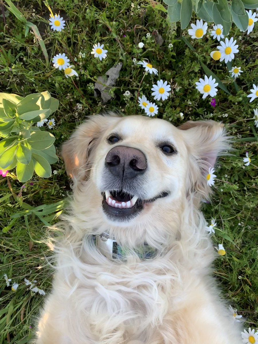 WeRateDogs tweet media