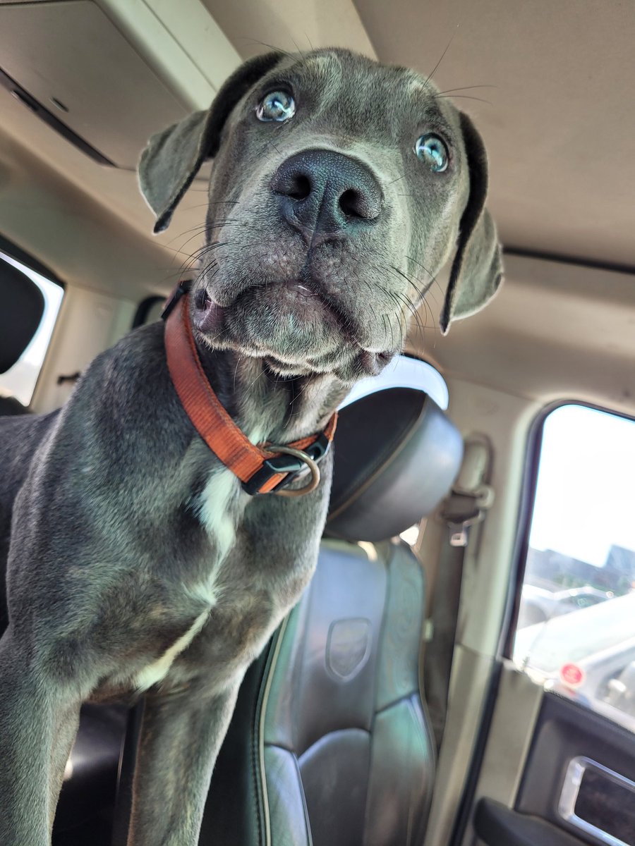 Well I got 3 to choose from . Frankie ,big bubba or blossom to be my other service dogs . Gotta start training before my MS gets worse. LU is for my anxiety so she will always be by my side we never go far from each other .