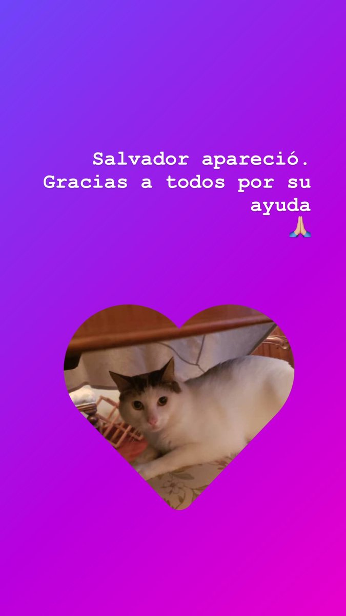SaraOBrienL's tweet photo. Salvi apareció. Gracias a todos por su ayuda! https://t.co/Gof0VbJGq9