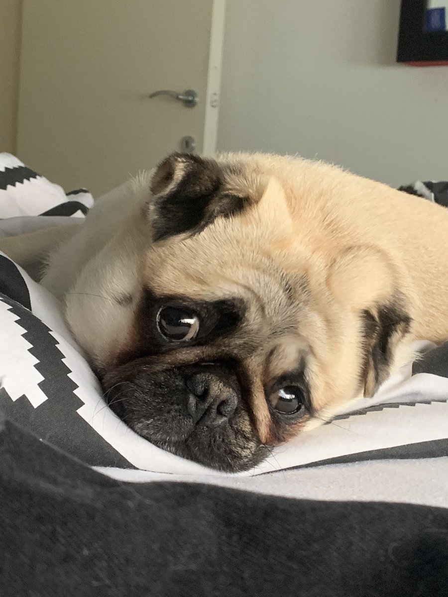 shiskey1's tweet photo. i need someone to look at me like my doggo does every morning. https://t.co/VCs7GXSKl7