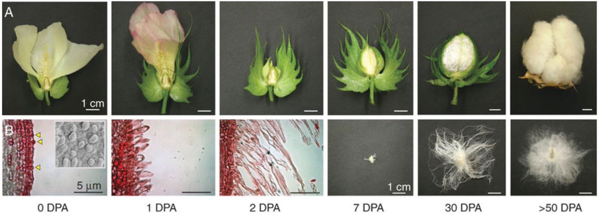 AgBiTechAU's tweet image. It’s #cotton #fact Friday! The images &amp;amp; #micrographs below show the cotton development process 👇

When the cotton flower turns pink, it has self-pollinated and the cells on the outside of the #seed start to elongate &amp;amp; mature 🌸

#AgBiTech

📷 Andrew W Woodward, ResearchGate
