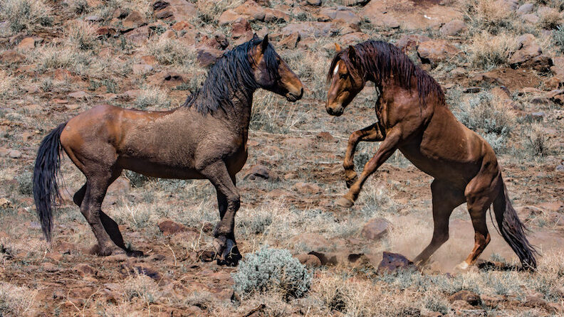 pferderesonanz's tweet photo. 2,450 wild horses, burros captured, 31 killed in Twin Peaks roundup https://t.co/RnSxI1K4BO https://t.co/VwsD2gIiUw