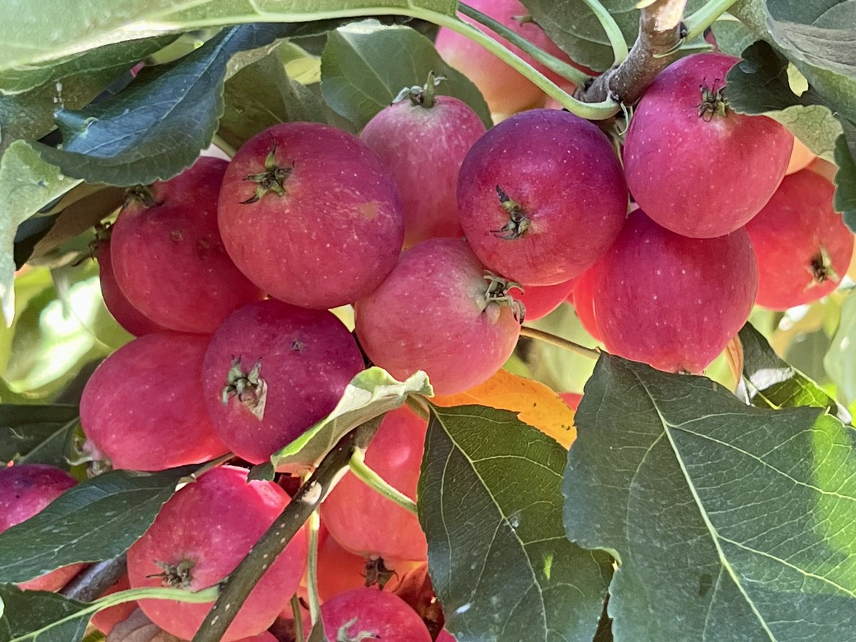 FruitDiseases's tweet photo. Beautiful colored ‘Dolgo’ #Apples, a Malus hybrid (Malus baccata & Malus prunifolia) from Russia. It has resistance to #CedarAppleRust & #PowderyMildew https://t.co/W2ca3sWnZL