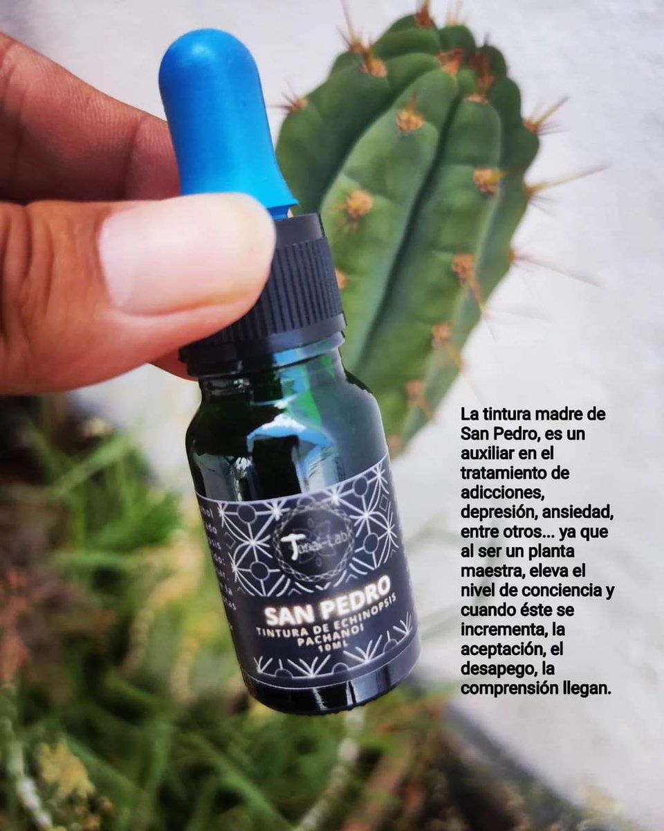 LabTonal's tweet image. Buenas tardes les presentó la microdosis de San Pedro.
#CDMX 
#tintura
#microdosis
#plantamaestra