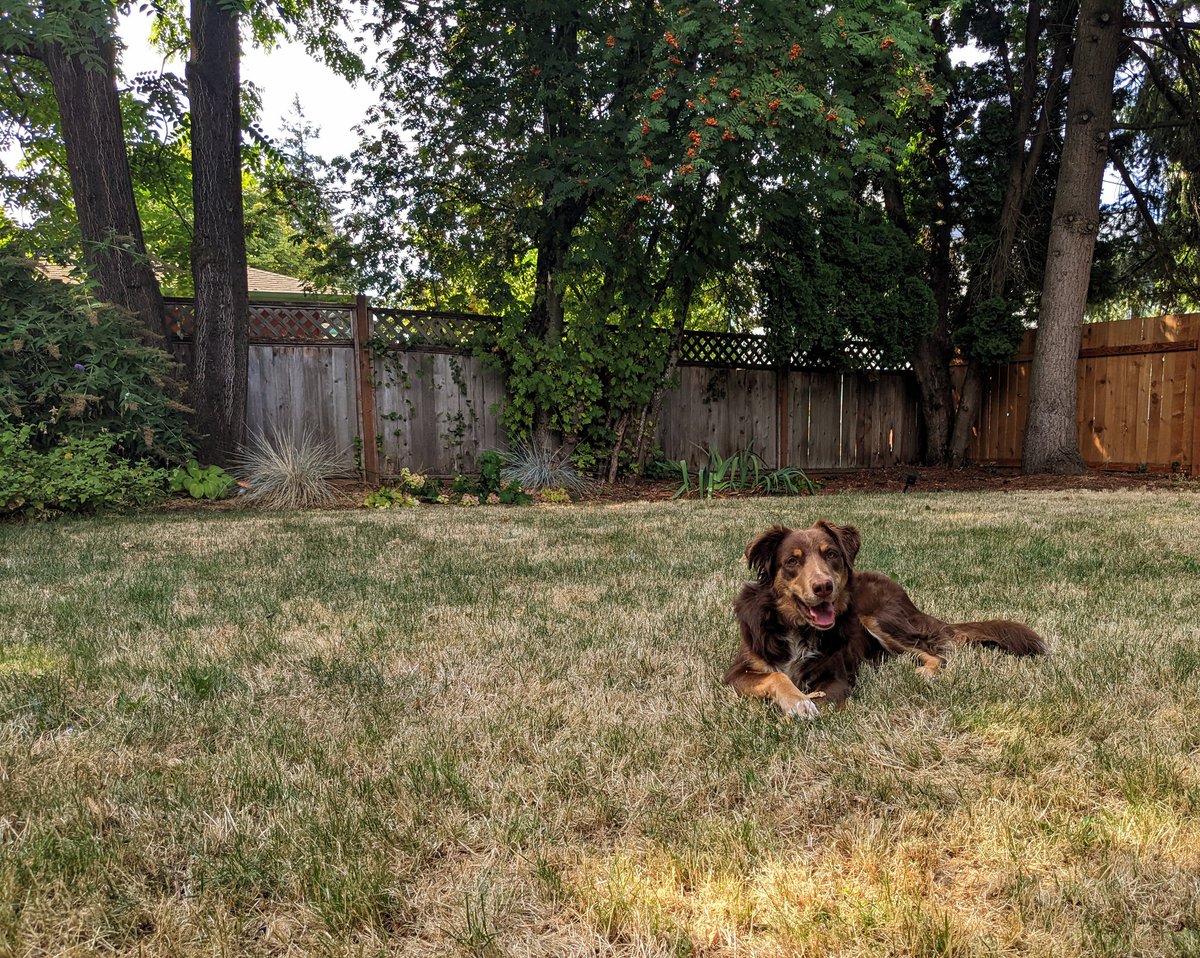 cmurpheus's tweet photo. Just doin' dog things https://t.co/uDeB03mjv7