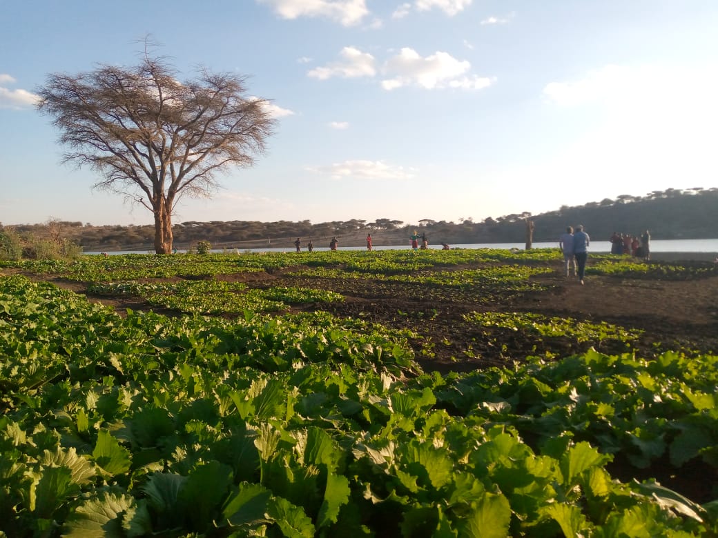 AFRICANSLABS's tweet photo. The team was proud to visit this brilliantly productive and attractive farm development project designed to empower local women and youth, made possible by the ward executive of Dirma in Hanang District.
https://t.co/ox4X00y89E
#Hanang #Dirma #farm #development #youth https://t.co/qrZYsjRbsY