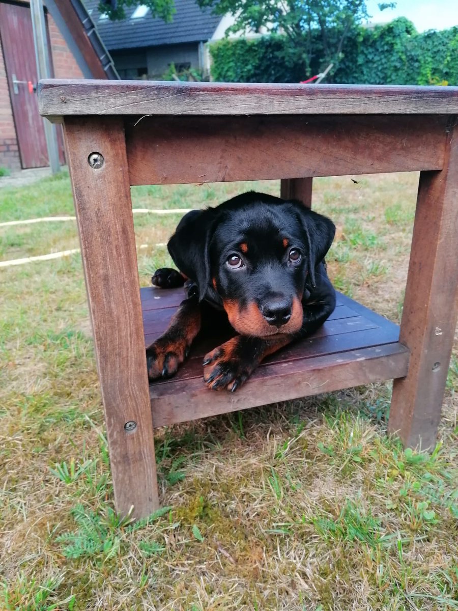 DonRottweiler's tweet photo. @FreeThinka2022 @PicsOrIt My puppy Kalle https://t.co/CWCCNPAelD