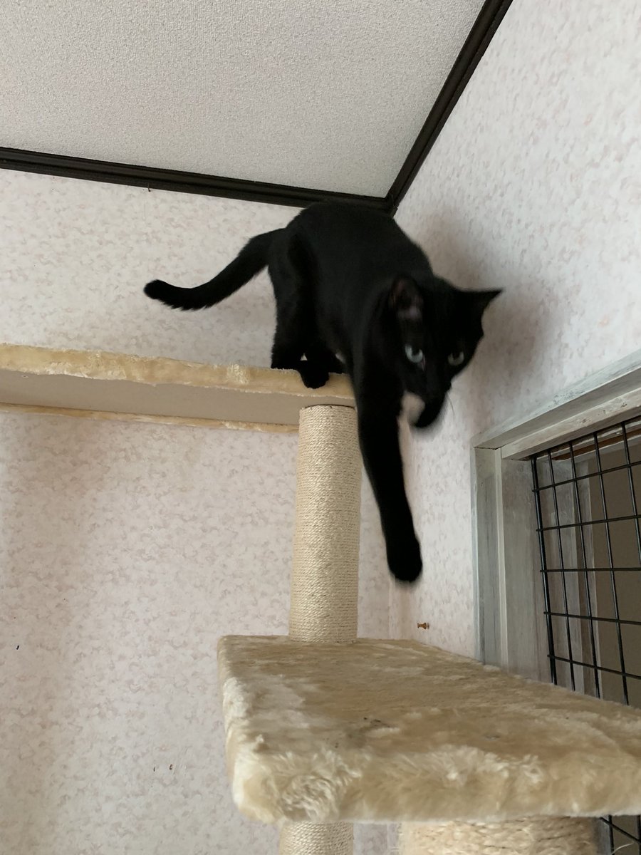 cattery_funfun's tweet photo. 先週の男前　　

#大部屋ホテル　#ゲージレス　
https://t.co/rugd8KqVsG https://t.co/e69BxlPVfO